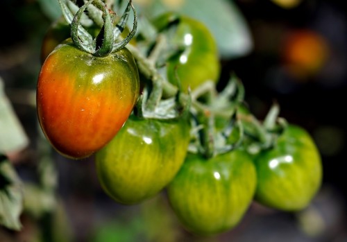 Las importaciones de frutas y hortalizas procedentes de Marruecos son las que más crecieron en el primer cuatrimestre, con un 28% más