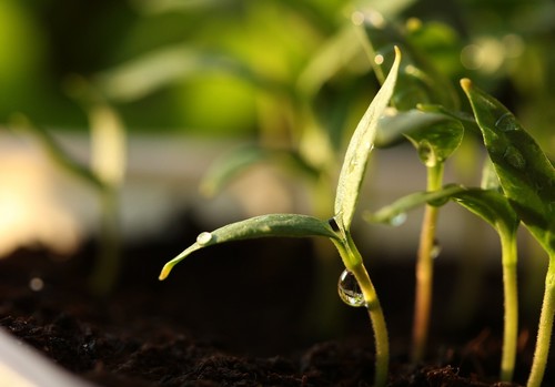 Francia, Italia, Portugal y España piden a los comisarios de Agricultura y de Salud reformas para agilizar la autorización de fitosanitarios