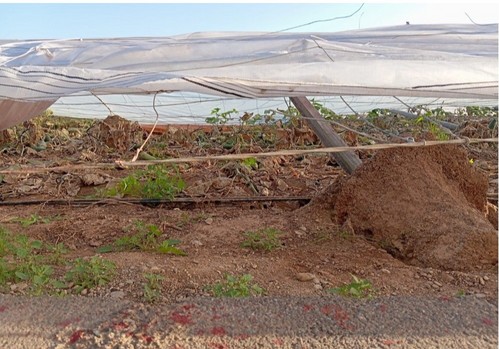 El Ministerio de Agricultura, Pesca y Alimentación publica un listado de beneficiarios de 43 millones de euros en ayudas para reparar daños causados por la dana