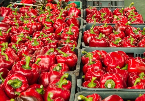 La campaña hortofrutícola 2024/2025 alcanzará en Almería los 3.716M€ en exportación, un 14% más que la anterior