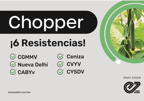 Enza Zaden continúa en la vanguardia de la innovación en resistencia en el cultivo de pepino incorporando Chopper a su porfolio