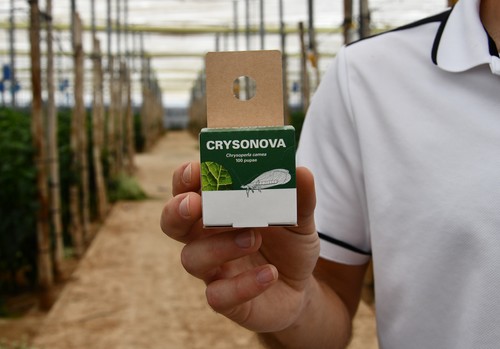Control preventivo de mosca blanca y pulgón con ‘Crysonova 100 pupas’ y la calidad de Entonova