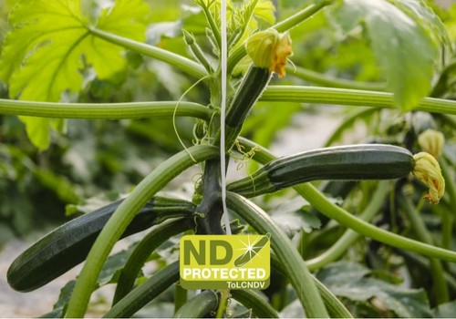 Syngenta 'conquista' al virus de Nueva Delhi con la gama resistente más completa