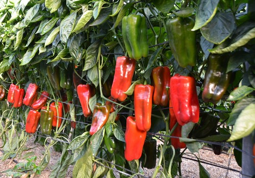 Pimiento lamuyo y tomate pera lideran las subidas de precios en la última semana
