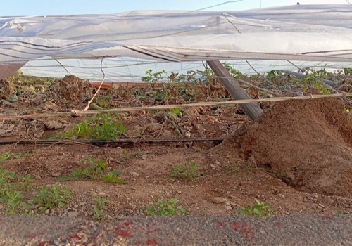 El Ministerio de Agricultura, Pesca y Alimentación abona 77 millones de euros en ayudas directas a 9.136 agricultores y ganaderos afectados por la dana