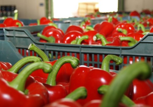  El Gobierno aprueba medidas de flexibilización para apoyar a los productores hortofrutícolas y vitivinícolas afectados por la dana