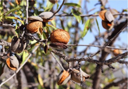 Agricultura eleva a a 19 millones de euros  las ayudas para los productores de frutos de cáscara afectados por la sequía