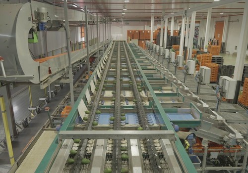 Abastecimiento y calidad todo el año: Montosa fortalece su red internacional de agricultores