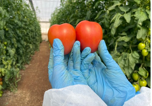 Desarrollan en Israel un nuevo método de mejora genética del tomate