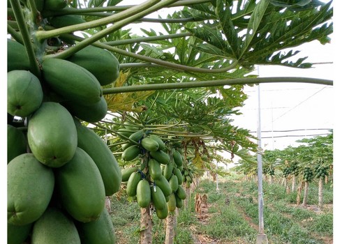 Amira, la variedad de papaya que despierta el interés de los productores en Gran Canaria