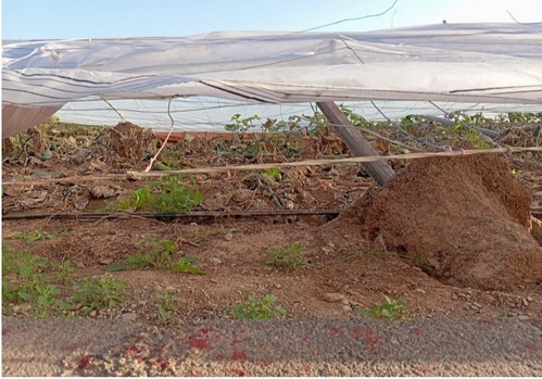 El Ministerio de Agriculturapublica el listado de beneficiarios ayudas por daños de la dana no cubiertos