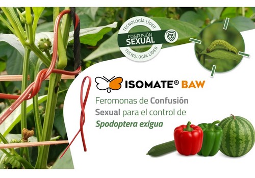 BIOGARD® presenta ISOMATE® BAW: Feromonas de confusión sexual para controlar Spodoptera exigua
