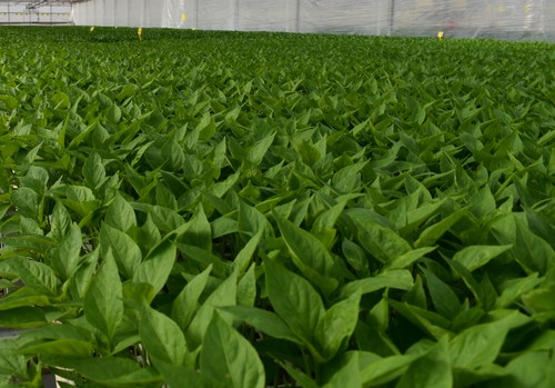 ASAJA reclama una revisión de la normativa sobre semillas hortícolas