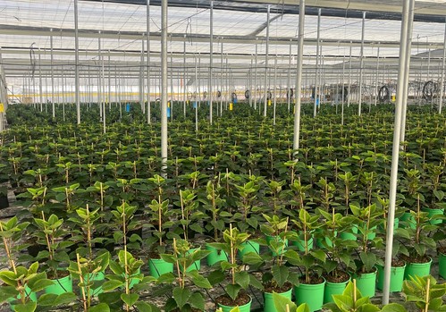 La flor de Pascua que adorna los hogares en diciembre se cultiva ya en los invernaderos de Almería