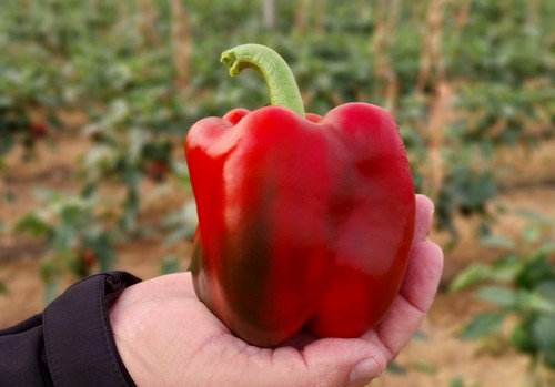 Semillas Fitó lidera el desarrollo de variedades de pimiento en Iberia con soluciones adaptadas al agricultor