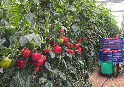 Almería lidera y marca récord con el 50% de las exportaciones de frutas y hortalizas de Andalucía
