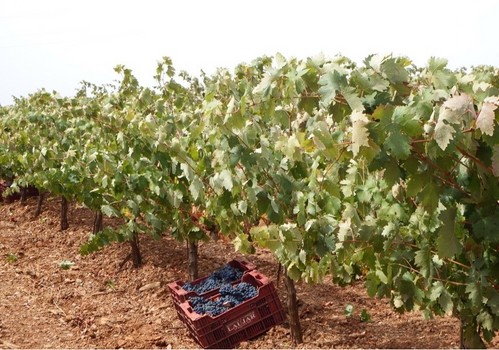 La campaña vitivinícola arranca con un 15% más de producción