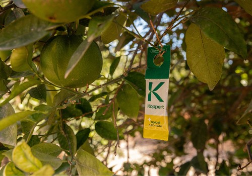 Azufre y cobre de origen biológico para control de enfermedades en cítricos y viñedo, en el stand de Koppert en Fruit Attraction