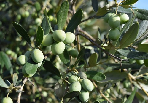 Arranca el plazo para suscribir los seguros de herbáceos, olivar y frutos secos