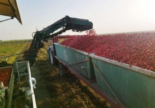 El tomate de industria no levanta cabeza con pérdidas históricas para los agricultores