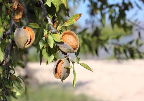 ASAJA señala que la campaña de la almendra “se presenta muy mermada a causa de las lluvias”