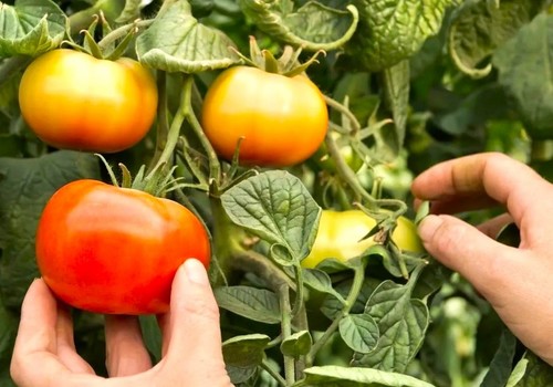 Un método rápido y económico facilita la evaluación de productos naturales como bioestimulantes en plantas