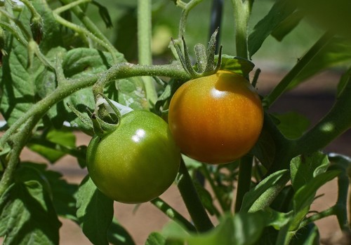 Marruecos refuerza su posición como primer proveedor del mercado español de importación de frutas y hortalizas