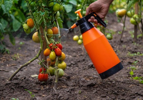 Un compuesto permite a los tomates y otros cultivos convencionales resistir la sequía