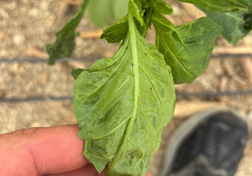 COAG Almería confirma los peores pronósticos  ante la incidencia de Parvispinus y araña roja