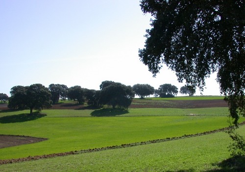 Aumenta más de un 30% las explotaciones de producción ecológica en Andalucía en los últimos cuatro años