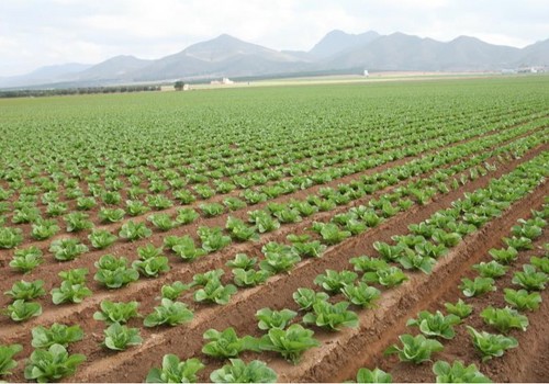El valor de la producción de frutas y hortalizas asciende a 20.780 millones de euros, el 57% de la Producción Vegetal