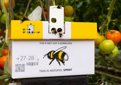 Natupol Sprint, la polinización más rápida con altas temperaturas