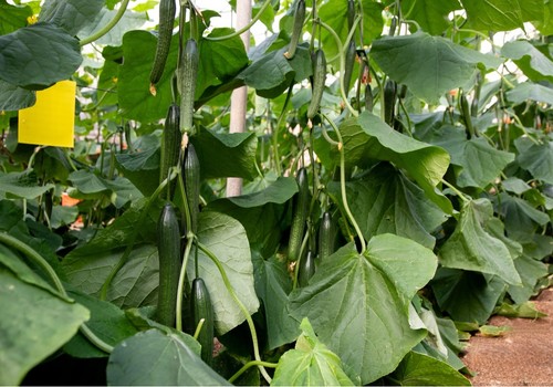 Helsinki y Moscu se afianzan como los pepinos con producción y resistencias para invierno