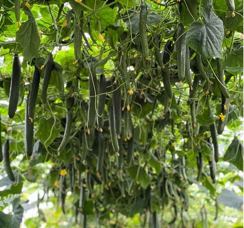 Sedal, el pepino que no teme al frío