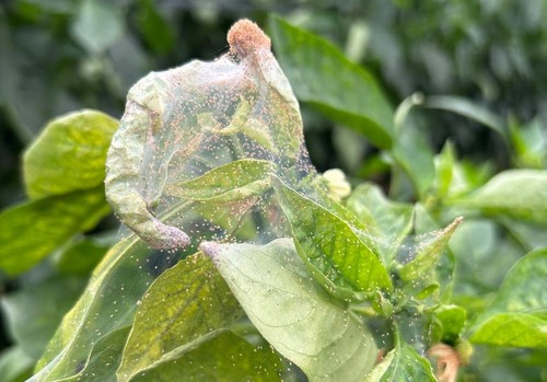 La araña roja y los trips repiten una campaña agrícola más