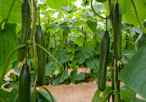 Syngenta blinda al cultivo de pepino con sus nuevos ‘Vikingos Demoledores’