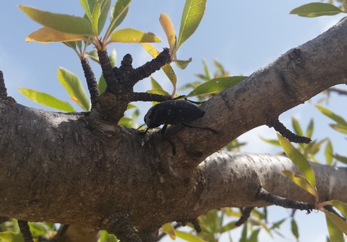 La Junta regula el tratamiento contra el gusano cabezudo del almendro en Producción Ecológica