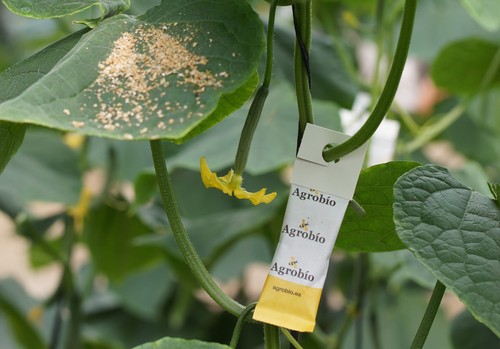 Agrobío lanza MONcontrol Plus, la nueva formula de depredadores contra trips en pepino y pimiento