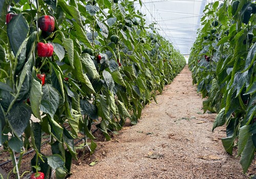 Eurosol lidera en Almería el impulso de la inteligencia artificial al servicio de la agricultura