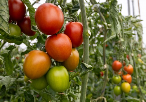 Panoramix inicia su primera campaña comercial con el respaldo de agricultores y cooperativas en Almería y la costa de Granada