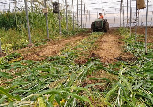 El Ifapa prueba en invernaderos de Almería que la biosolarización permite desinfectar el suelo y preservar sus bacterias beneficiosas