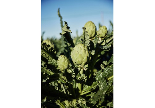 Cricket: agricultura en movimiento