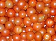 Almería se convierte en una de las principales provincias productoras de tomate Cherry