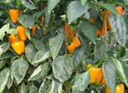 Expertos del CIFA de La Mojonera investigan la incidencia de un nuevo virus en los cultivos de pimiento de Almería