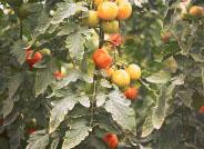 Análisis del virus del mosaico del pepino dulce (Pepino Mosaic Virus, PepMV) en los cultivos de tomate