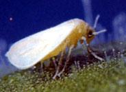 Inhibidores enzimáticos, un nuevo método de lucha contra plagas resistentes a pesticidas como la mosca blanca