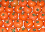 CASI amplía en 9.500 metros las naves de manipulado de tomate
