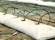 La utilización de contenedores de mayor longitud en hidropónicos mejora la producción y el aprovechamiento del agua