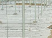 Estiércol de oveja y gallina, tapado con plástico, es el método más eficaz para desinfectar los suelos