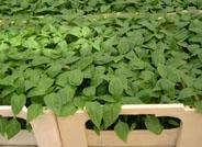 FIAPA nos enseña los aromas de las plantas